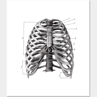 Human rib cage print Posters and Art